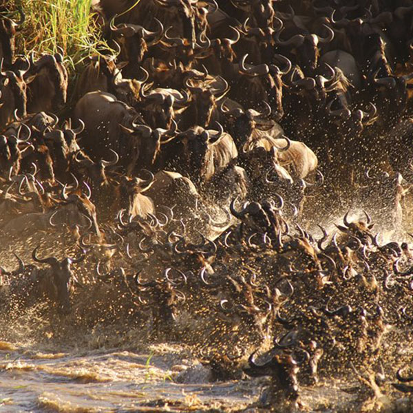 The Circle of Life: 7 Interesting Facts about Migrating Animals in Africa