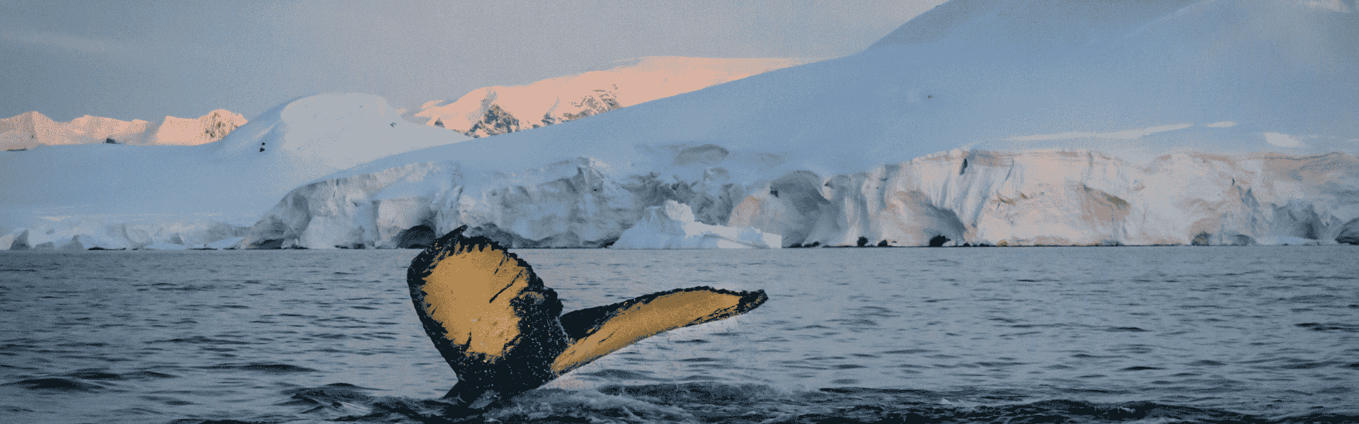 Antarctica & Arctic