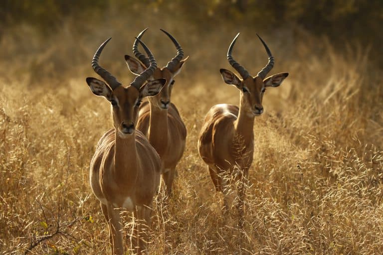 8 Best African Safari Destinations